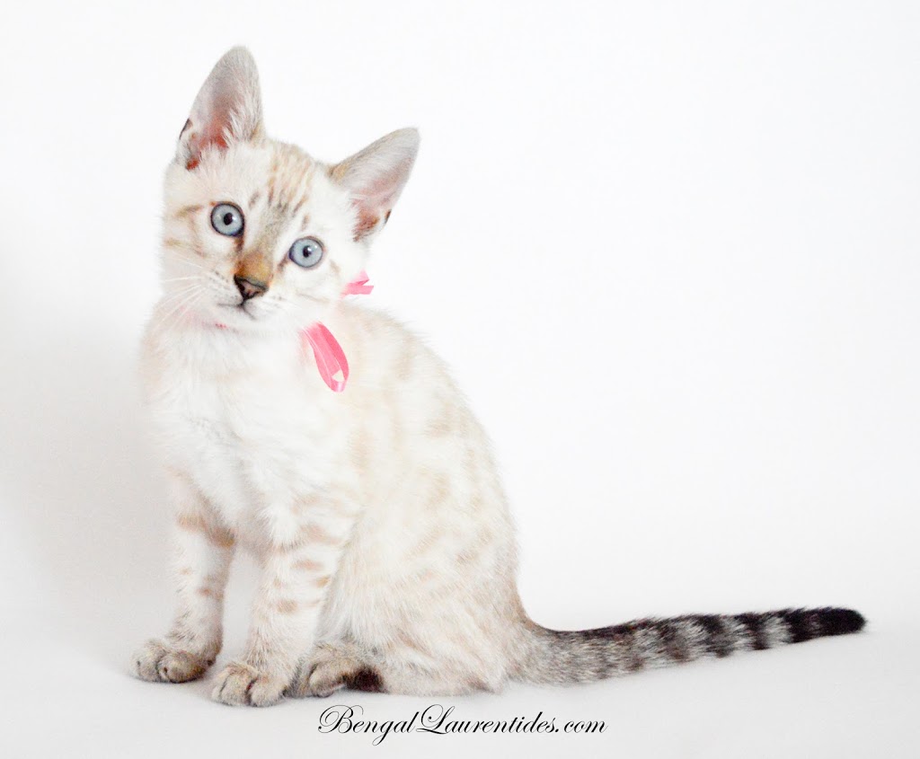 Bengal Laurentides | Chats Bengal | 1622 Rue de Saint-Émilion, Saint-Jérôme, QC J5L 2S8, Canada | Phone: (514) 567-7123
