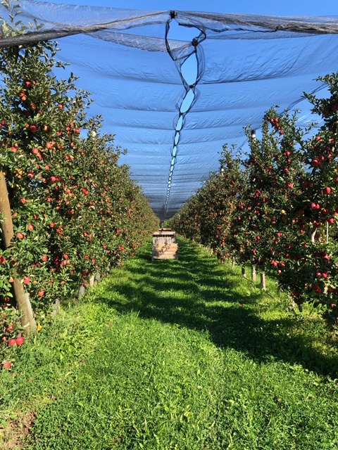 Bay Growers Inc | 828114 Grey Road 40, Clarksburg, ON N0H 1J0, Canada | Phone: (519) 599-7568