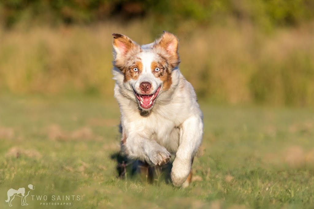 Oh My Dog Walking & Pet Photography | 24 Shelley Ave, St. Catharines, ON L2N 5L5, Canada | Phone: (905) 933-1035