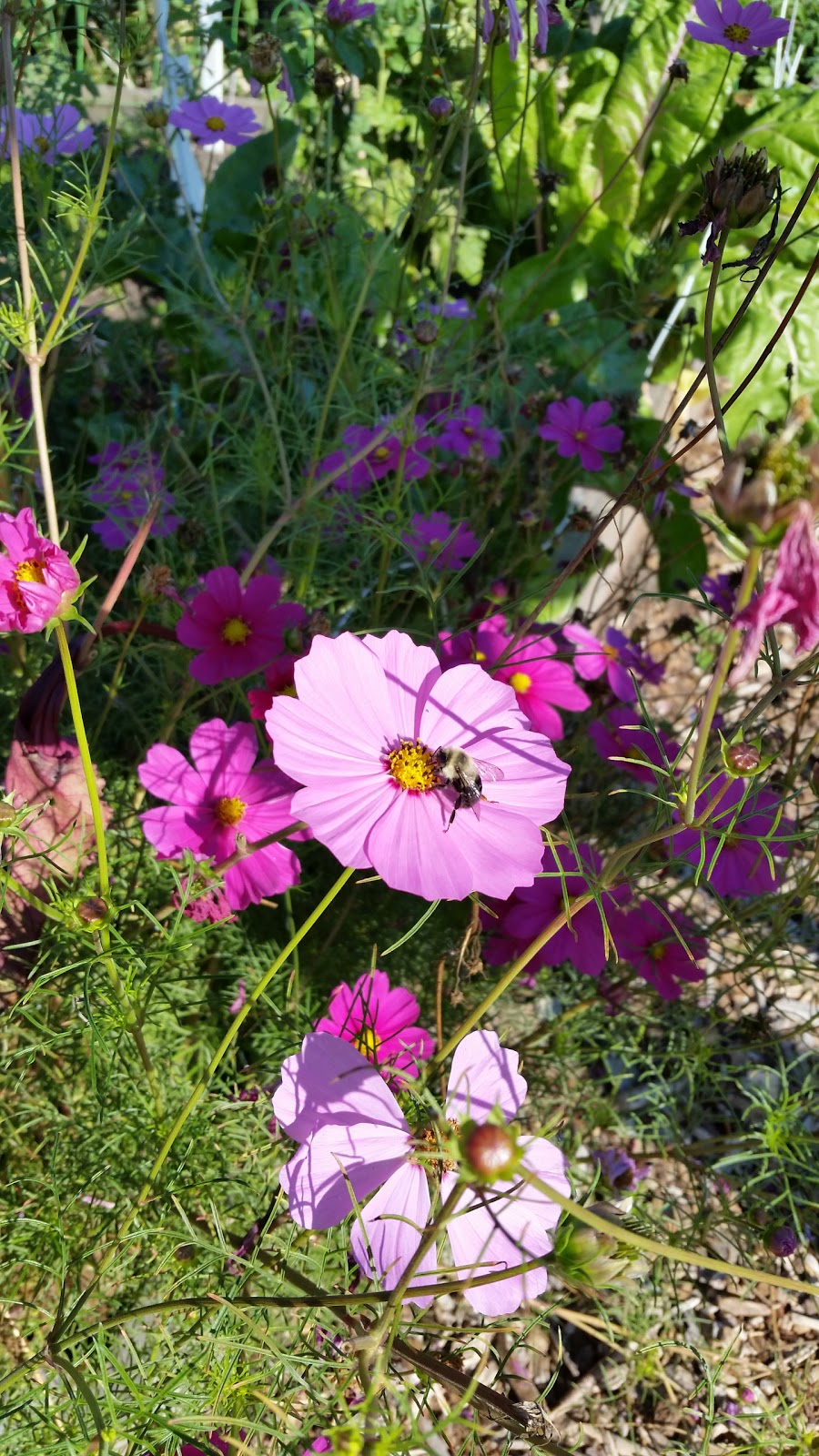 Langley Demonstration Garden | Fraser Hwy, Langley Twp, BC V3A, Canada | Phone: (604) 546-0344