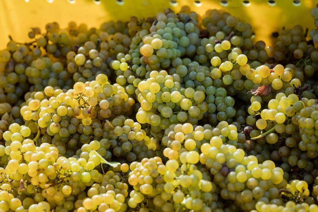 Rosehall Run Vineyards Inc | 1243 Greer Rd, Wellington, ON K0K 3L0, Canada | Phone: (613) 399-1183