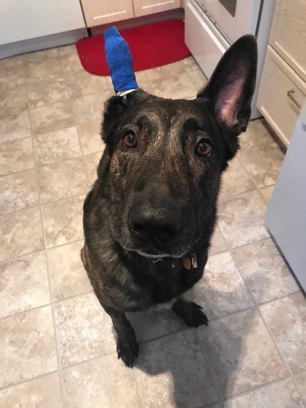 Beechwood Animal Hospital | 266 Beechwood Ave, Vanier, ON K1L 8A6, Canada | Phone: (613) 748-9820