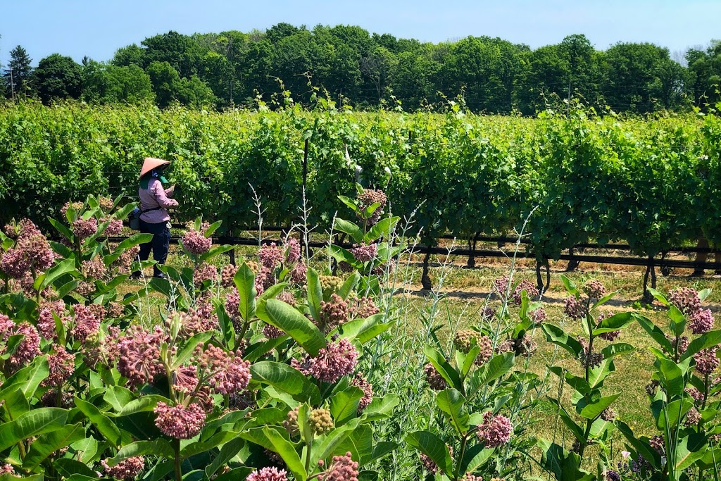 Rosewood Estates Winery | 4352 Mountainview Rd, Beamsville, ON L0R 1B2, Canada | Phone: (905) 563-4383