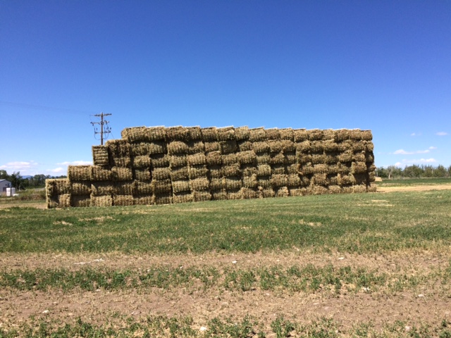 Bouvry Exports Calgary Ltd | 1.5KM EAST Hwy, Fort Macleod, AB T0L 0Z0, Canada | Phone: (403) 553-4431