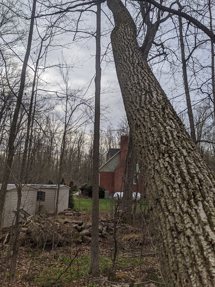 Parker Tree Care Ltd | 304 Wilson Dr, Milton, ON L9T 3K2, Canada | Phone: (905) 749-4149