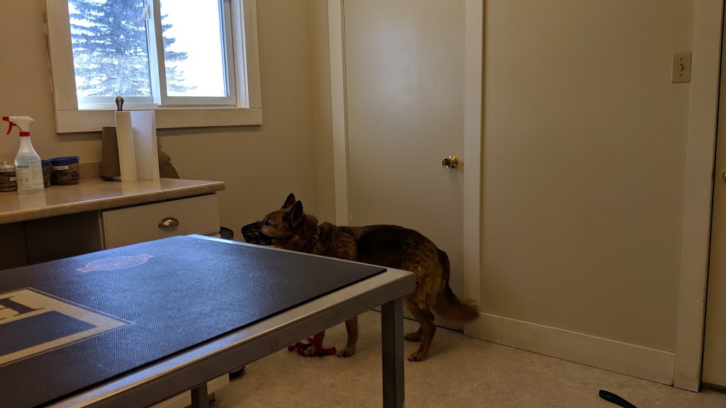 Stirling Veterinary Services | 36 Wilson Rd, Stirling, ON K0K 3E0, Canada | Phone: (613) 395-2716