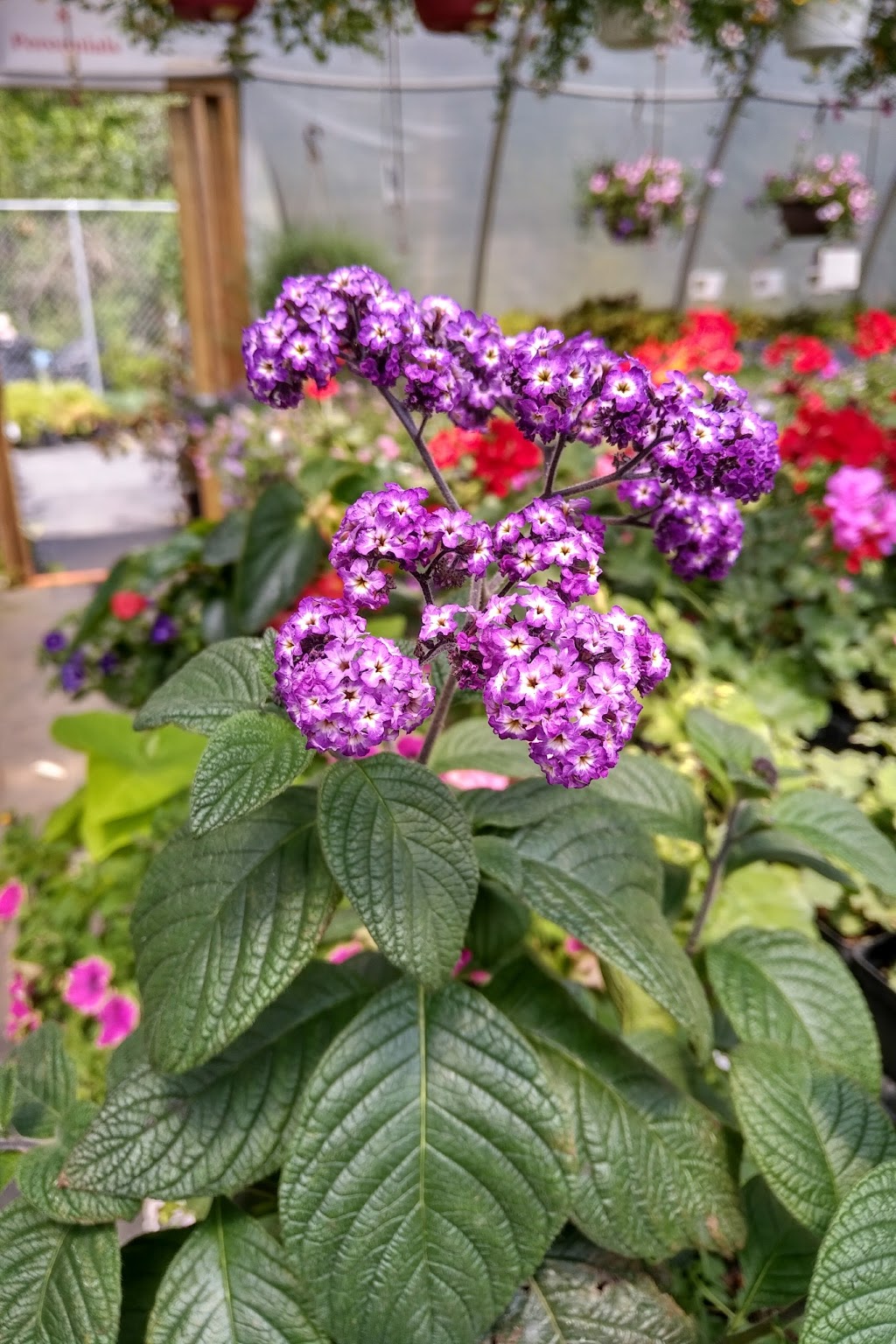 Interlake Garden Center | 287 Quarter Mile Road, 10353 #9 Highway, Winnipeg Beach, MB R0C 3G0, Canada | Phone: (204) 389-3200