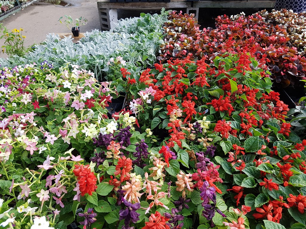 Mississauga Greenhouses Ltd. | 3225 Winston Churchill Blvd, Mississauga, ON L5L 2W1, Canada | Phone: (905) 820-9789