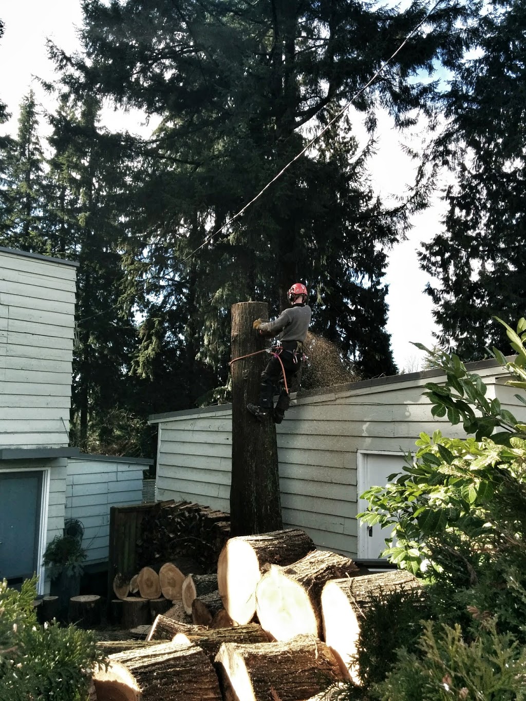 Tree People Ltd. | 1262 River Dr, Coquitlam, BC V3E 1Z7, Canada | Phone: (604) 834-8733