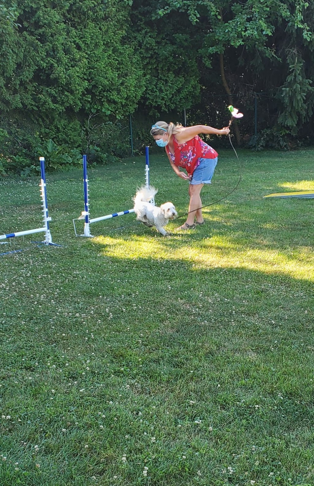 ClassPup Animal Training and Behaviour | 7971 Collison Side Rd, Harrow, ON N0R 1G0, Canada | Phone: (519) 736-4221