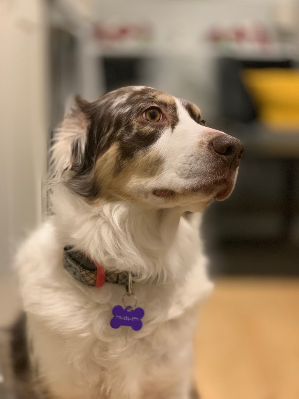 Pet Planet Beddington | 100 Beddington Blvd NE #110, Calgary, AB T3K 2E2, Canada | Phone: (403) 226-5326