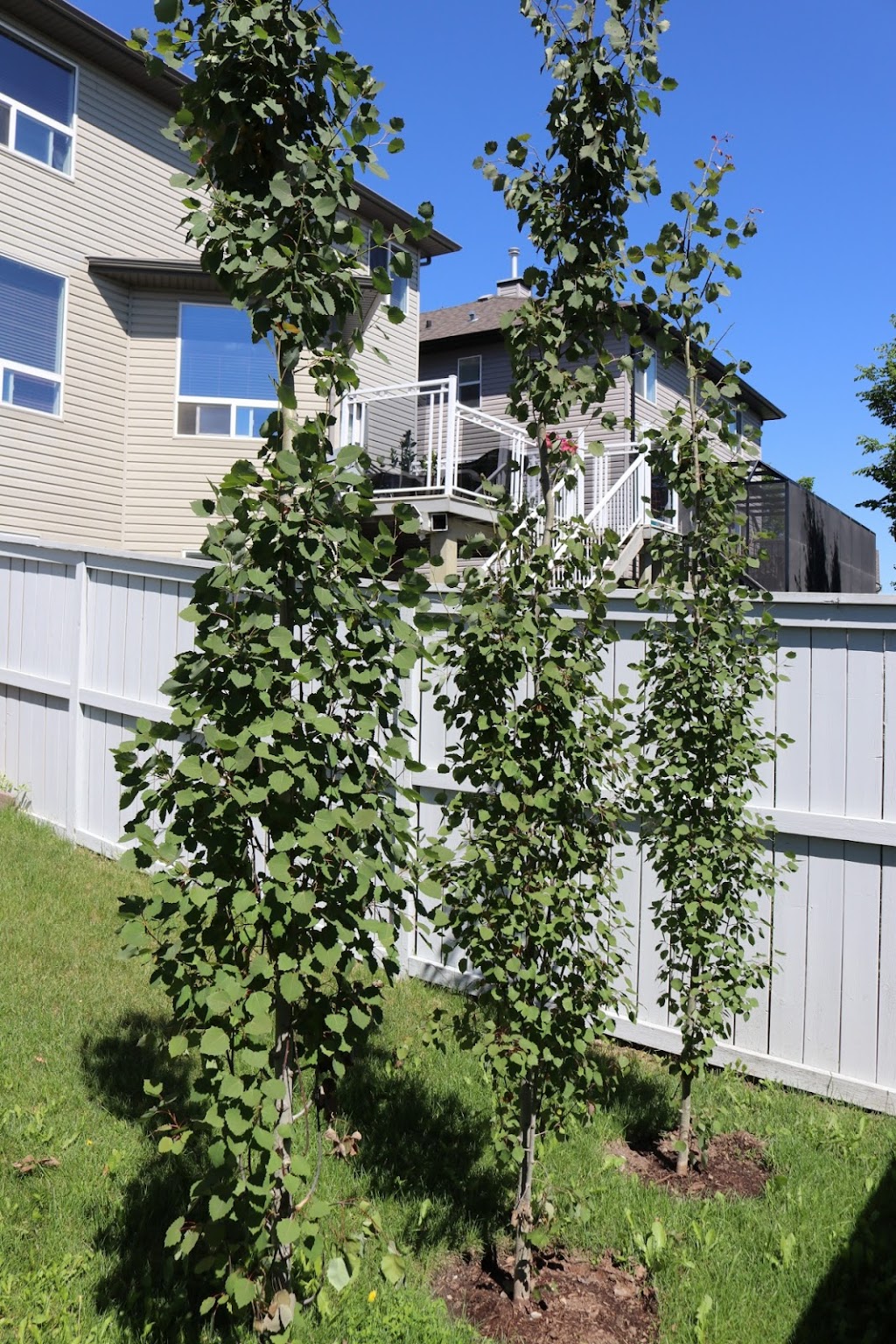 Tree Amigo Custom Landscaping | 51 Beacham Way NW, Calgary, AB T3K 1R7, Canada | Phone: (403) 690-8456