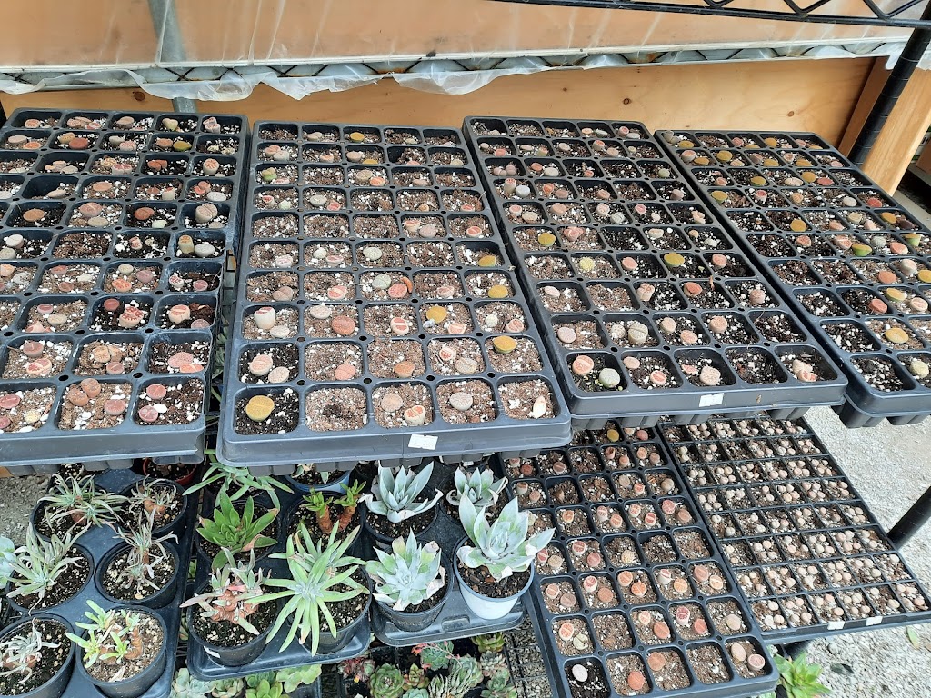 Lucky FLower Greenhouse 小确幸花房 | 4910 Elgin Mills Rd E, Markham, ON L6C 1L5, Canada | Phone: (416) 567-5500