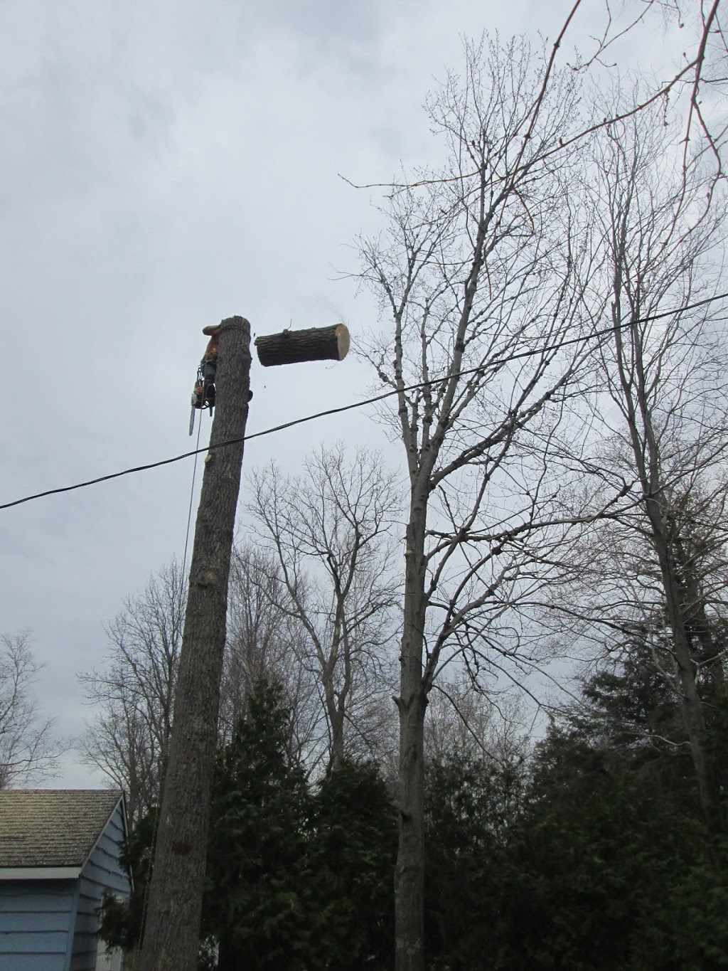 Grey Bruce Tree Workers | 11 Cameron St, Tiverton, ON N0G 2T0, Canada | Phone: (800) 561-7629