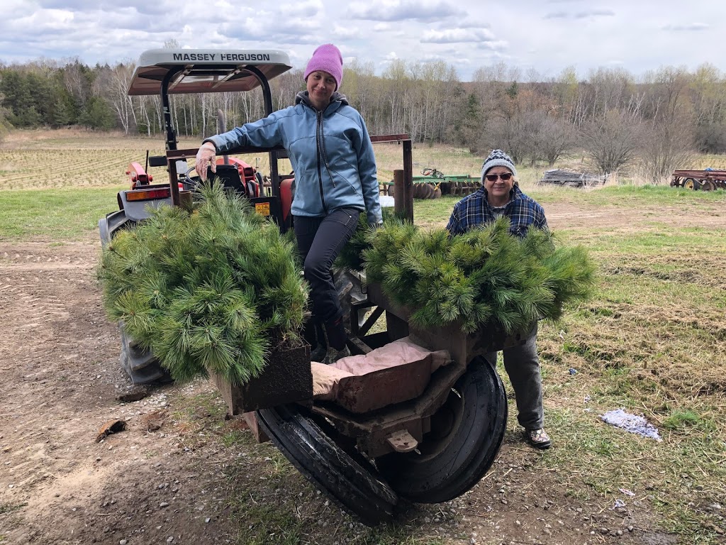 Davidson Tree Farms Ltd. | 4653 Concession Rd 4, Newtonville, ON L0A 1J0, Canada | Phone: (416) 833-5750