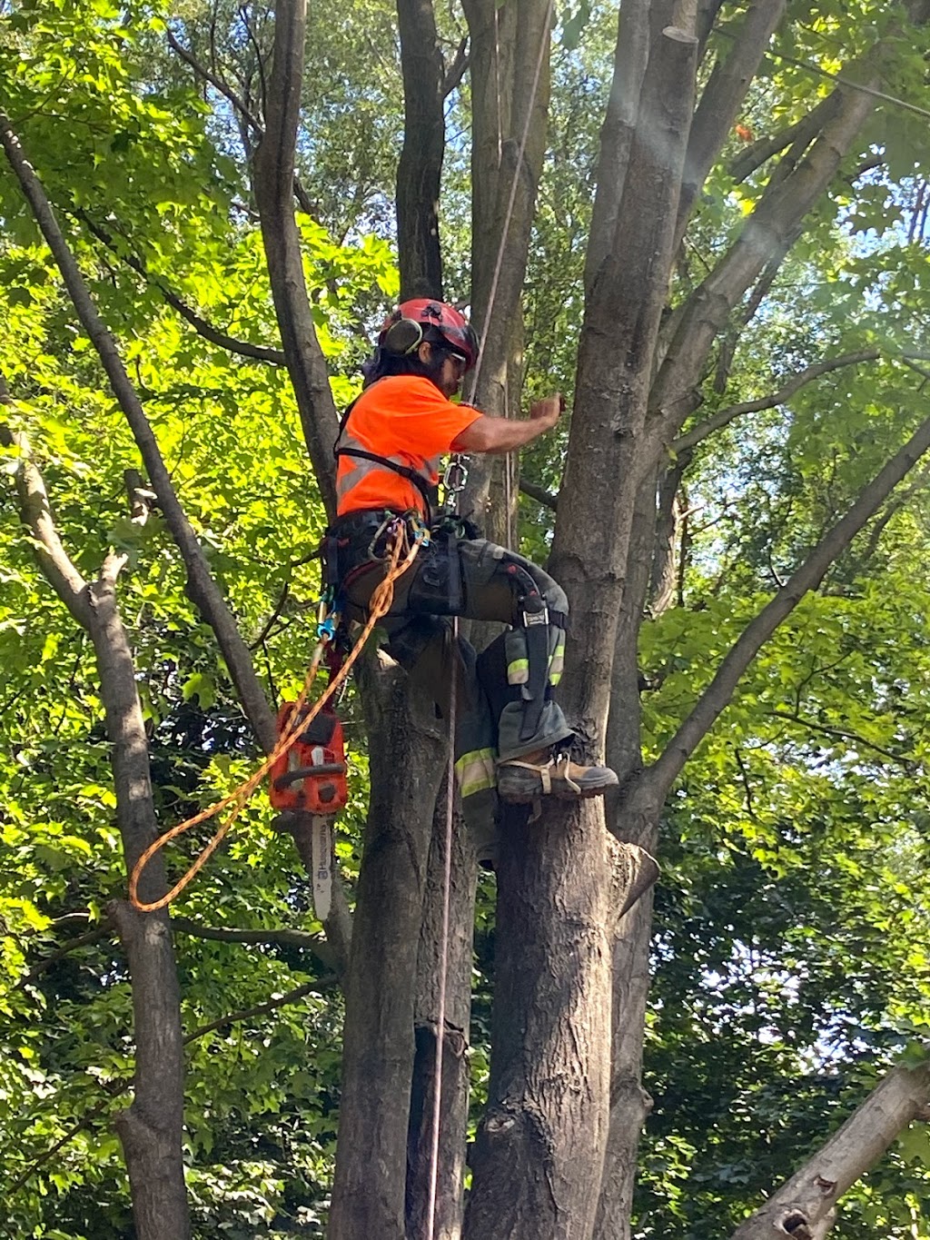 Glenwood Tree Service Inc. | 663 Winston Churchill Blvd, Mississauga, ON L5J 4P9, Canada | Phone: (905) 855-8711