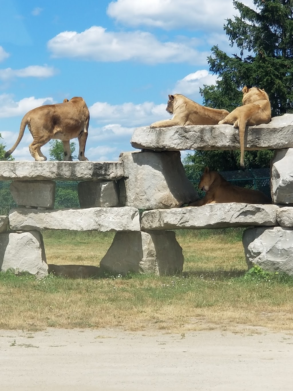 African Lion Safari | 1386 Cooper Rd, Cambridge, ON N1R 5S2, Canada | Phone: (519) 623-2620