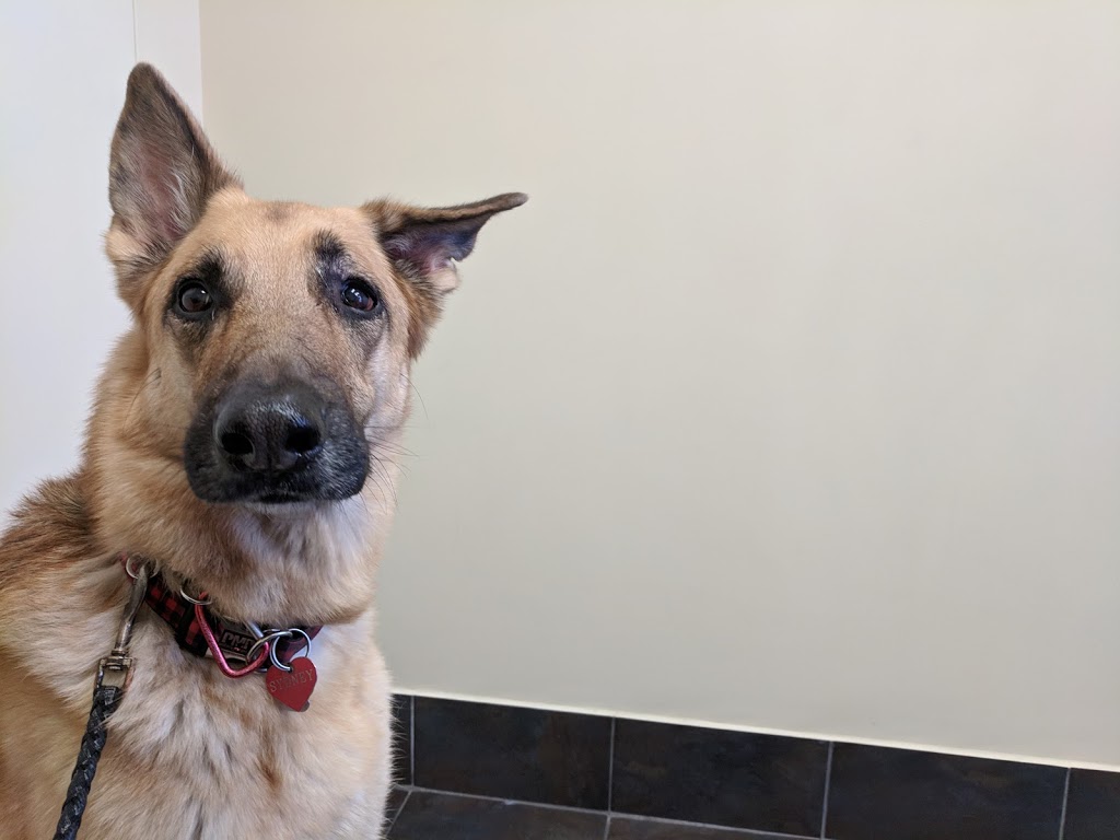 Cumberland Veterinary Hospital | 3809 St Joseph Blvd, Orléans, ON K1C 1T1, Canada | Phone: (613) 834-7233