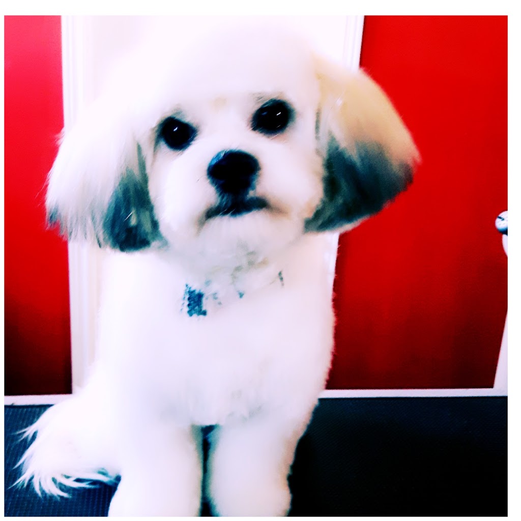 Chip & Co. Grooming | 101 Lee Crescent, Barrie, ON L4N 9Z4, Canada | Phone: (705) 321-0033