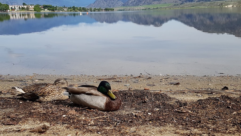 Green Gables Beach Resort | 7304 Main St, Osoyoos, BC V0H 1V3, Canada | Phone: (250) 495-6828