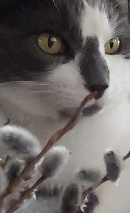 PussyWillow Cat Grooming | 675 Hoylake Ave, Victoria, BC V9B 3P9, Canada | Phone: (250) 896-8819