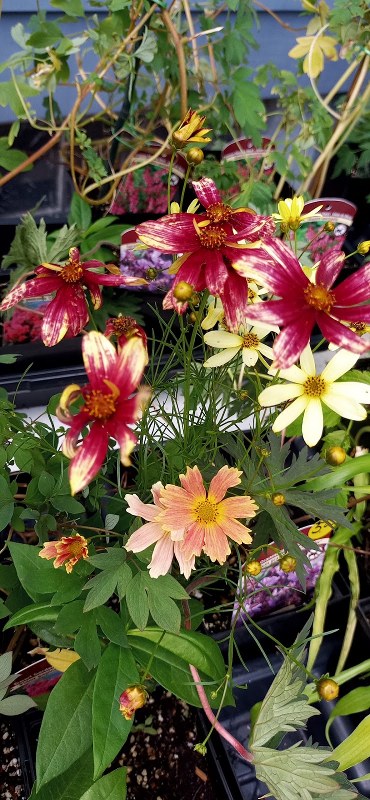Cowan Street Perennial Plants, etc | 2160 Cowan St, Westville, NS B0K 2A0, Canada | Phone: (902) 301-6947