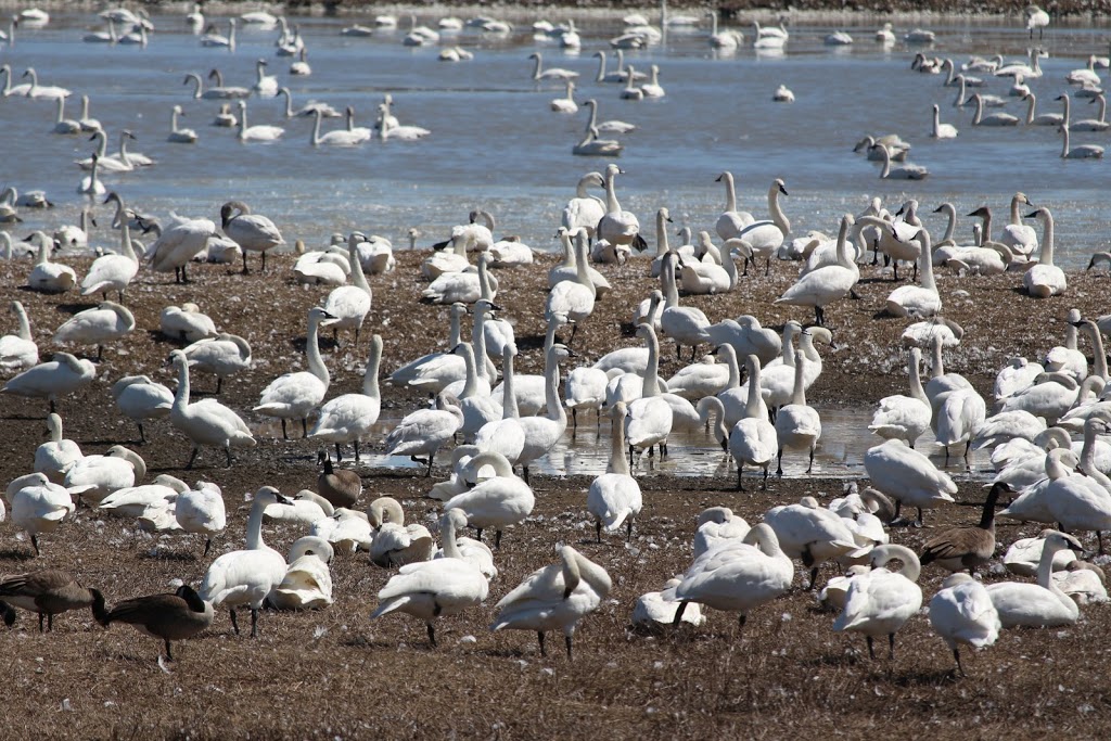 Aylmer Wildlife Management Area | 10594 Hacienda Road, Aylmer, ON N5H 2R3, Canada