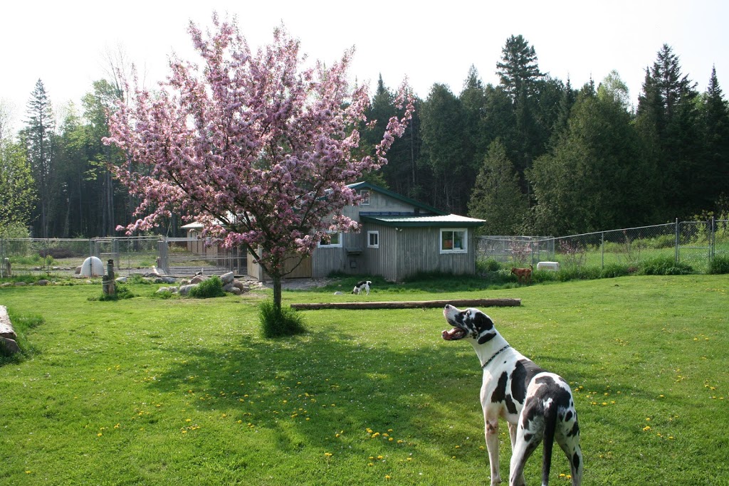 K-9 Komfort Inn | 226 Madeline Lane, RR 2, Norwood, ON K0L 2V0, Canada | Phone: (705) 639-1172
