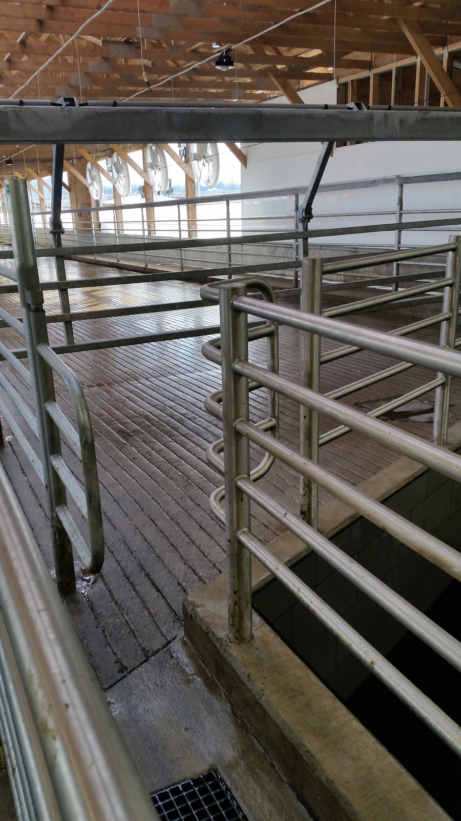 Dykman Cattle Co | 35700 Vye Rd, Abbotsford, BC V3G 1Z5, Canada | Phone: (604) 746-6646