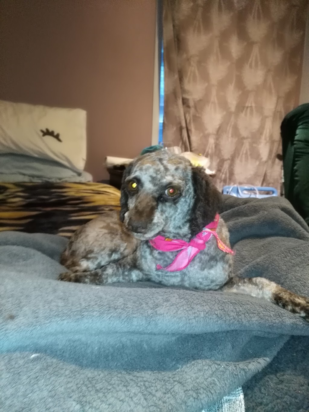 Alys Grooming & Apawthecary | 15 Mill St, Bolton, ON L7E 1C1, Canada | Phone: (905) 857-8228