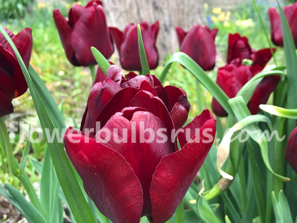 Flowerbulbsrus.com | 370 Britannia Rd E Unit 7, Mississauga, ON L4Z 1X9, Canada | Phone: (888) 890-0936