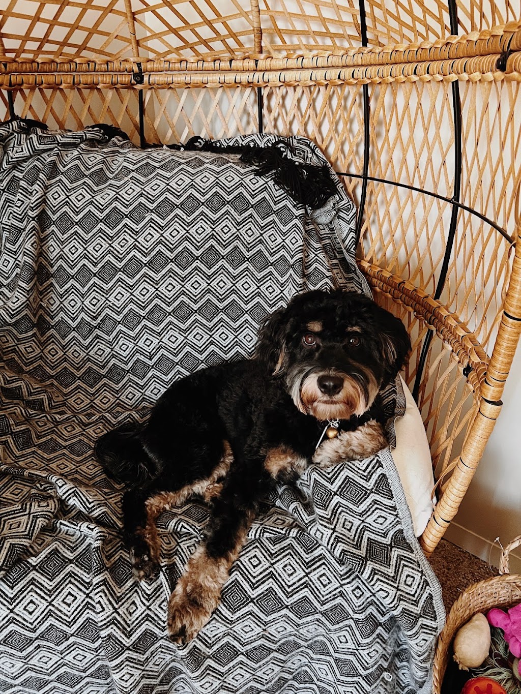 Pawsh Mountain Pet Spa | 210 2A Ave, Cowley, AB T0K 0P0, Canada | Phone: (778) 745-0154