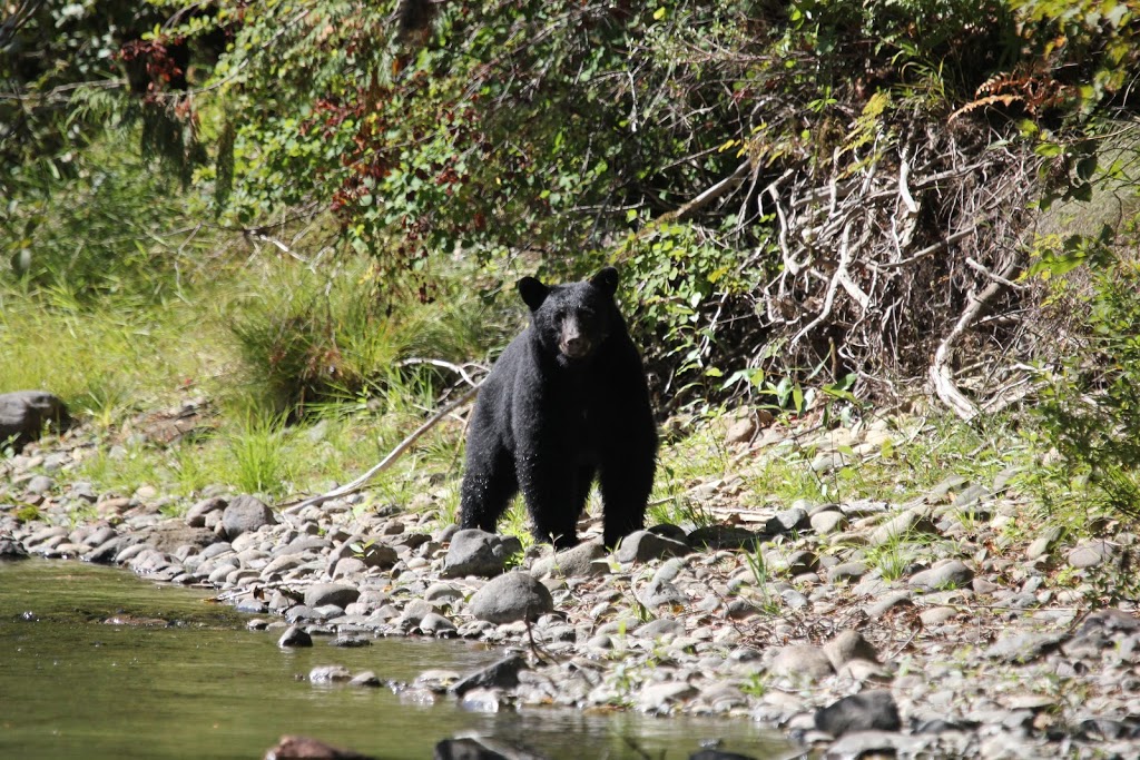 Kenzies Fishing Adventures | 7469 Hudgrove Rd, Lake Cowichan, BC V0R 2G0, Canada | Phone: (250) 701-3670