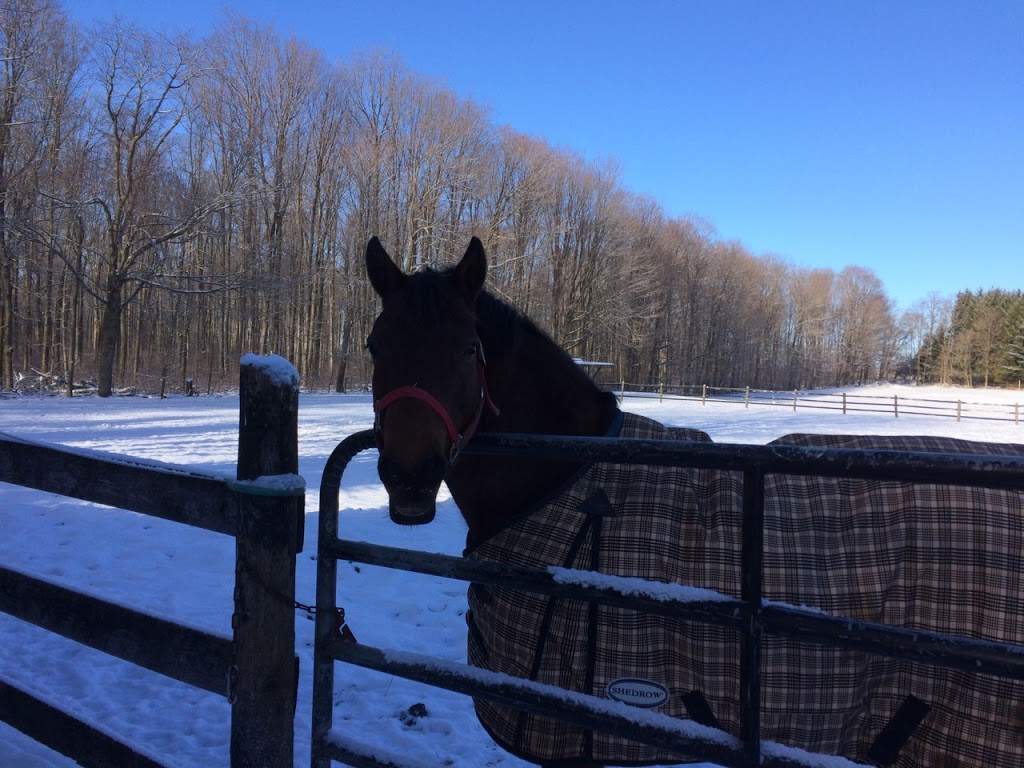 Maplewood Stables | 9236 Thorn Dr, Mount Brydges, ON N0L 1W0, Canada | Phone: (519) 264-9550
