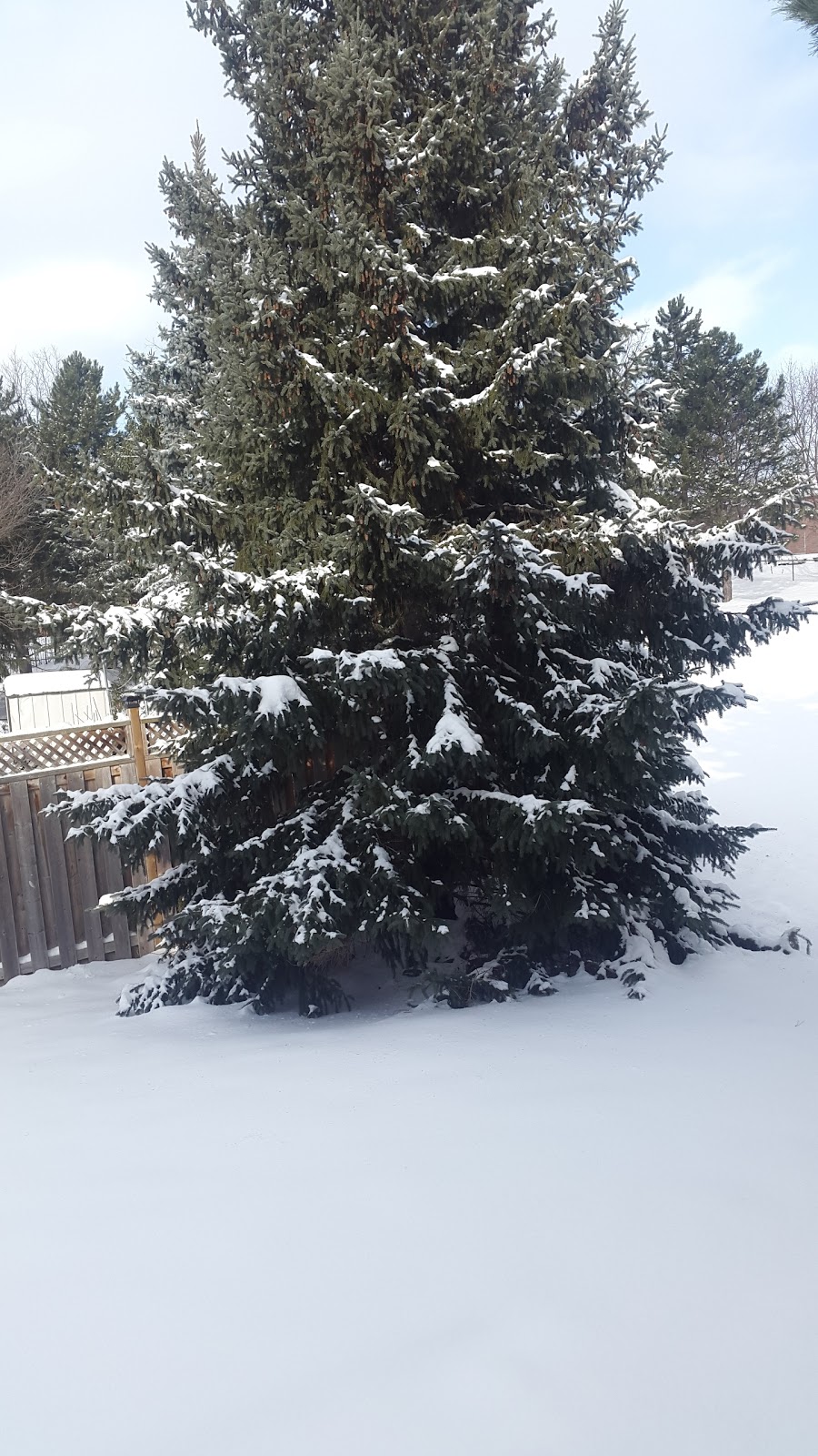 McCaugherty Park | 1629 Bristol Rd W, Mississauga, ON L5M 4B7, Canada