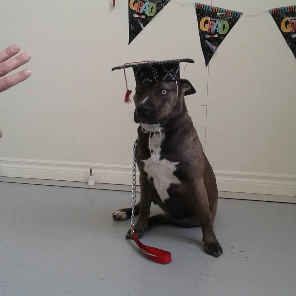 The Dog Nanny Canine Training Academy | 1963 Innisfil Beach Rd, Innisfil, ON L9S 4B4, Canada | Phone: (705) 436-4158