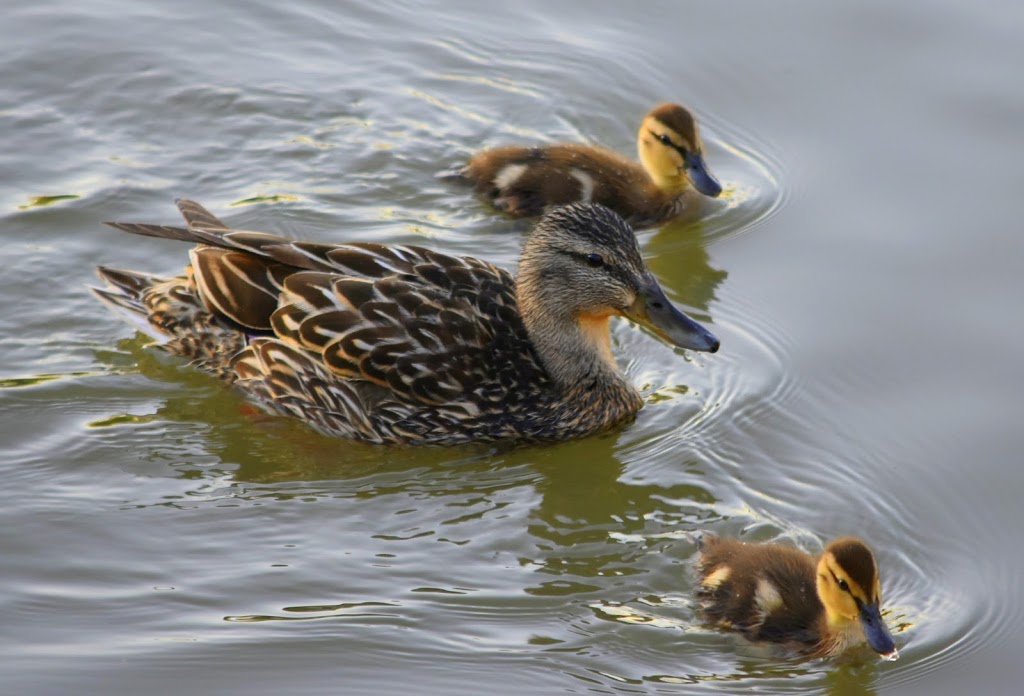 Bridlewood Wetlands Park | 45 Bridlecreek Park SW, Calgary, AB T2Y 3N6, Canada | Phone: (403) 268-2489