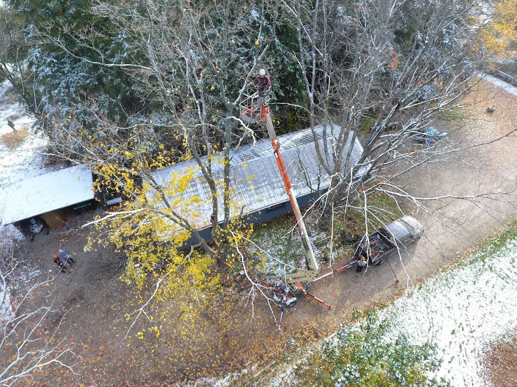 Woodys Arborist & Yard Services | 18652 Grey County Rd 10, Wiarton, ON N0H 2T0, Canada | Phone: (519) 377-6113