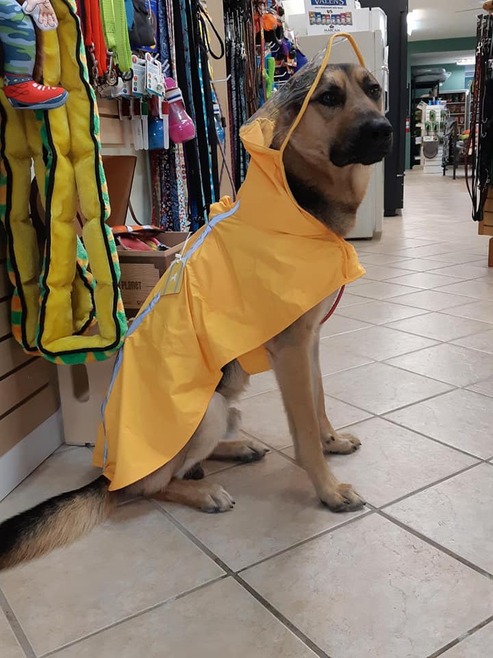 The Wild Side Pet Boutique | 674 Memorial Ave, Qualicum Beach, BC V9K 1L8, Canada | Phone: (250) 594-9980