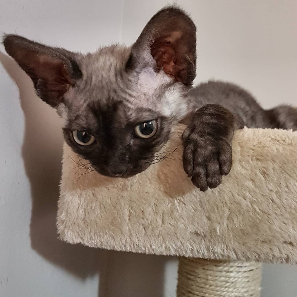 Royal Devons Cattery | 47 Carter St, Bradford, ON L3Z 0L5, Canada | Phone: (647) 294-7004