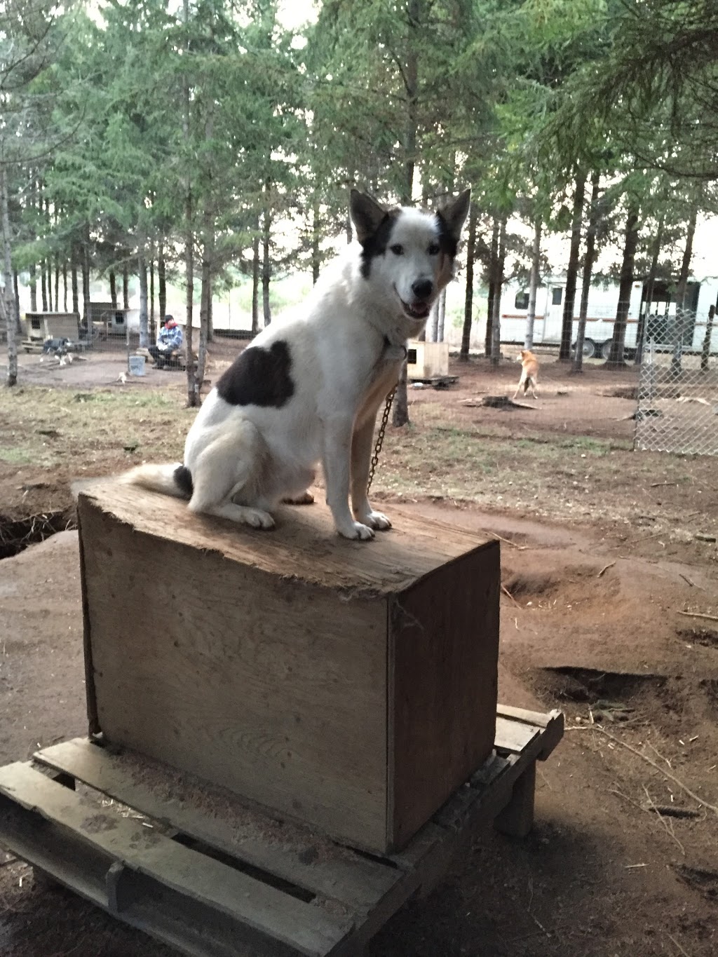 Gipsy Aventure - Traîneaux à chiens | 400 Rang William, Notre-Dame-de-la-Paix, QC J0V 1P0, Canada | Phone: (819) 592-4922