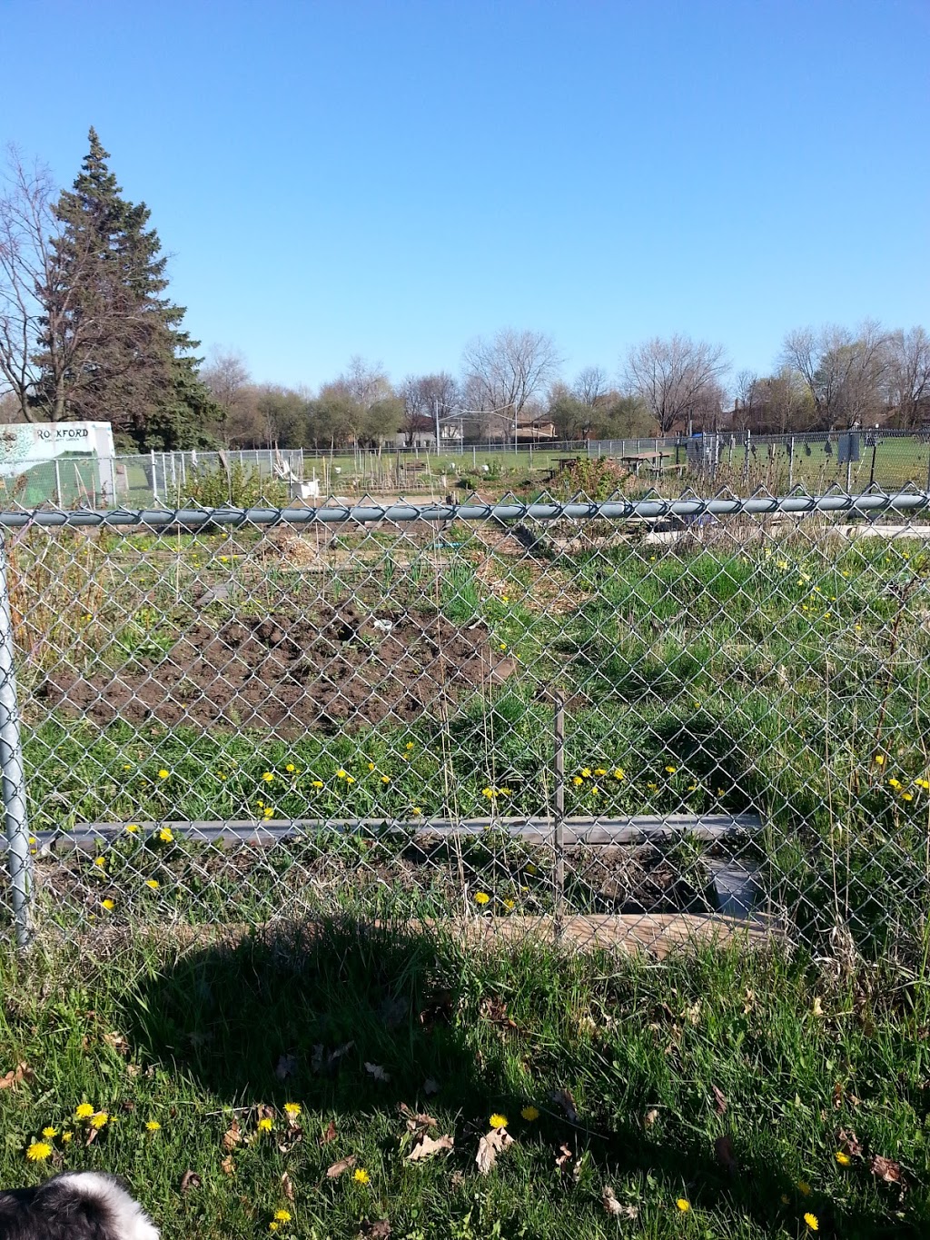 Rockford Park | 70 Rockford Rd, North York, ON M2R 3A7, Canada | Phone: (416) 338-4386