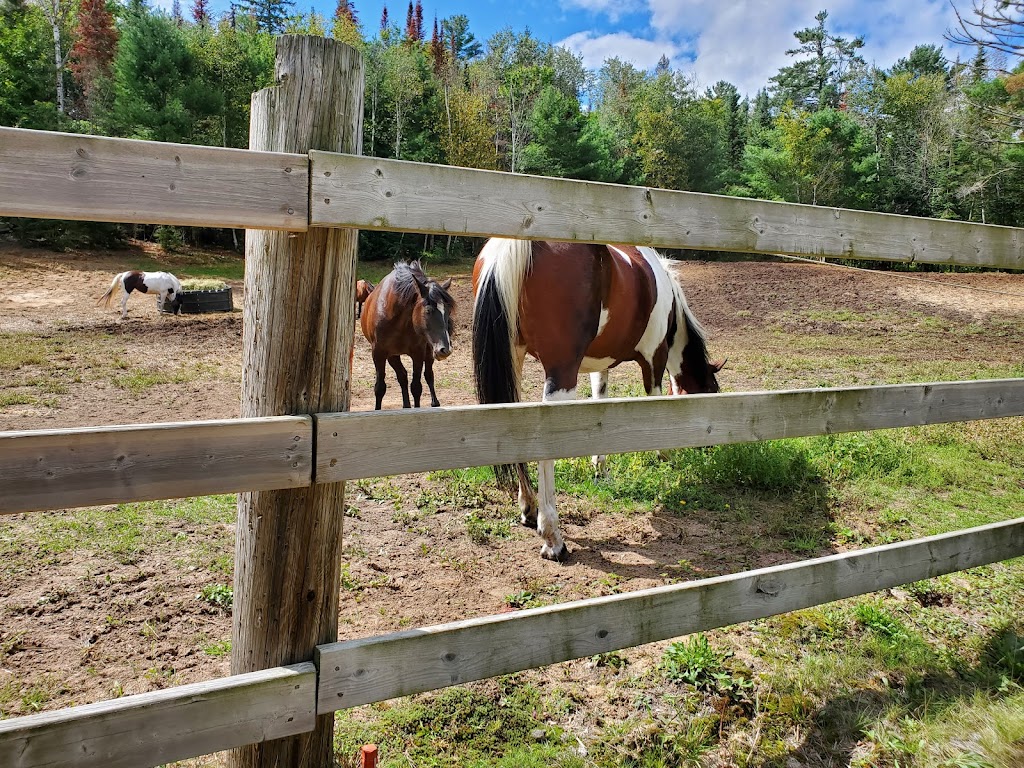 South Algonquin Trails | 4378 Elephant Lake Rd, Harcourt, ON K0L 1X0, Canada | Phone: (705) 448-1751