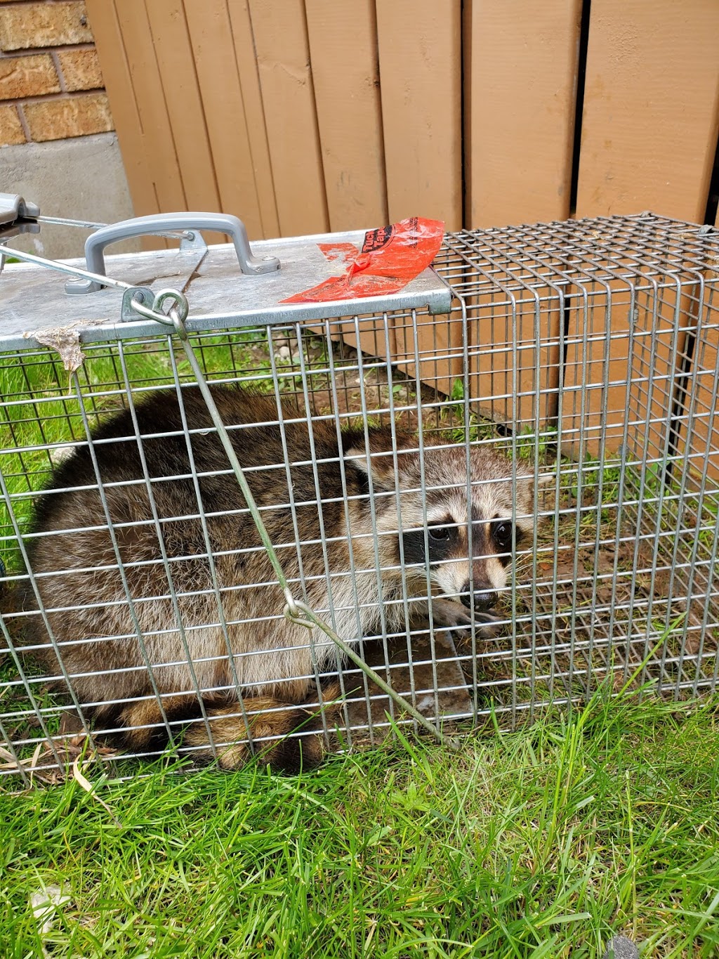 Need Pest Control | 260 Falling Green Cres, Kitchener, ON N2R 0E9, Canada | Phone: (226) 600-5597