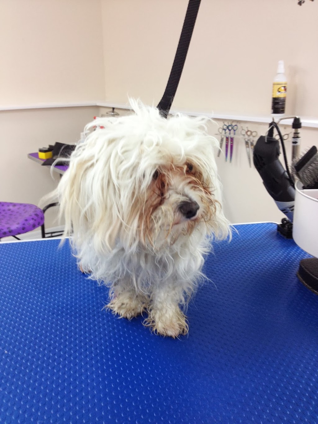 Four Muddy Paws Grooming | 1575 NS-325, Chelsea, NS B4V 7L6, Canada | Phone: (902) 685-3374