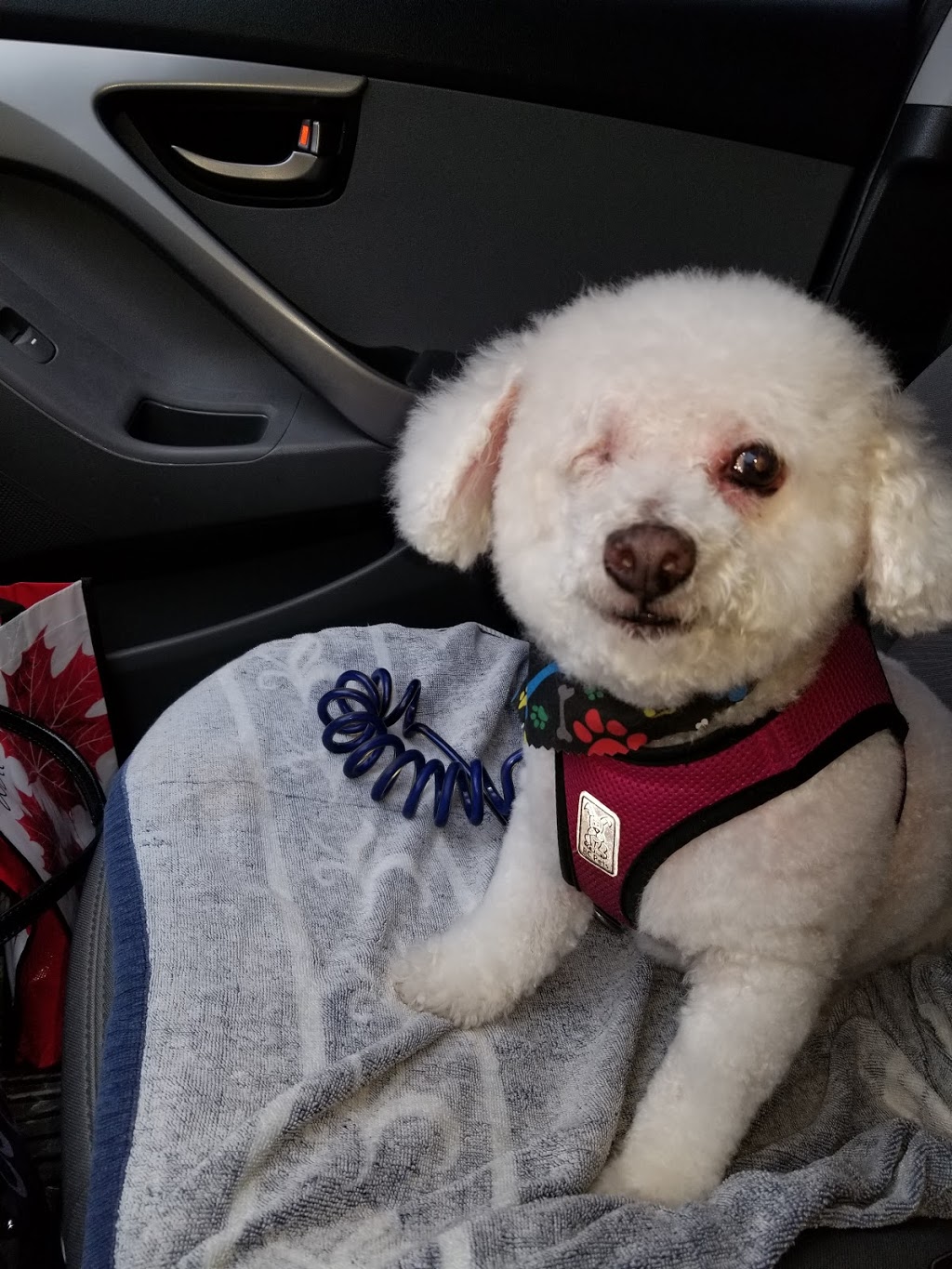 Southdown Animal Clinic | 2106 Truscott Dr, Mississauga, ON L5J 2A6, Canada | Phone: (905) 823-3900