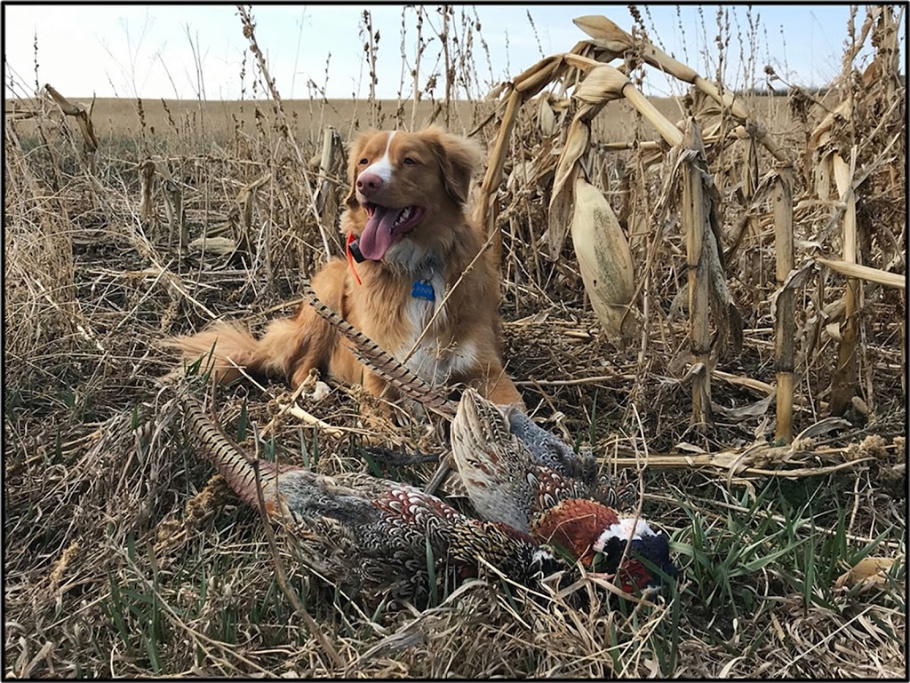 Wessex Game Birds | 29479, Range Road 11, Carstairs, AB T0M 0N0, Canada | Phone: (403) 337-2969