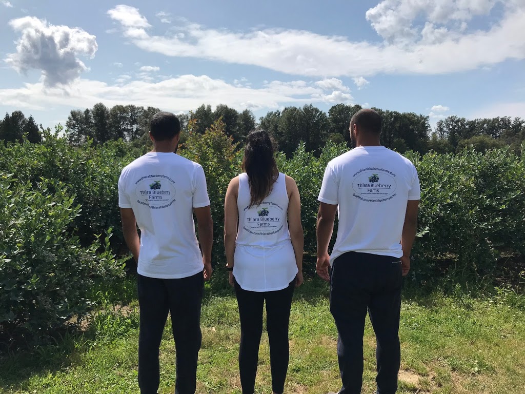 Thiara Blueberry Farms | 16979 Ford Rd, Pitt Meadows, BC V3Y 0A6, Canada | Phone: (604) 465-7418