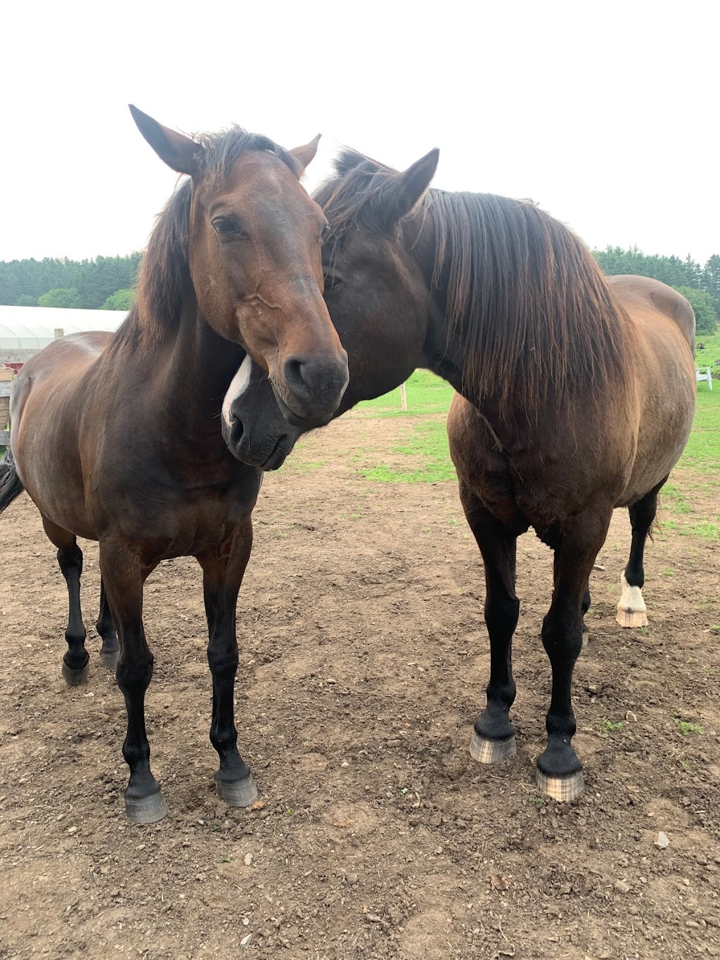 LaVoie du cheval | 90 2 Rang E, Trois-Pistoles, QC G0L 4K0, Canada | Phone: (450) 302-9729