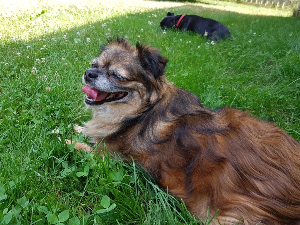 Your Pets are My Pets | 16 Victoria St, Waterdown, ON L0R 2H6, Canada | Phone: (905) 870-9347